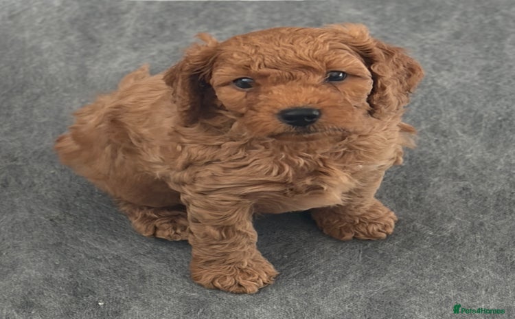 Cockapoo dogs - Advert 15