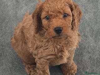 Cockapoo dogs - Advert 2