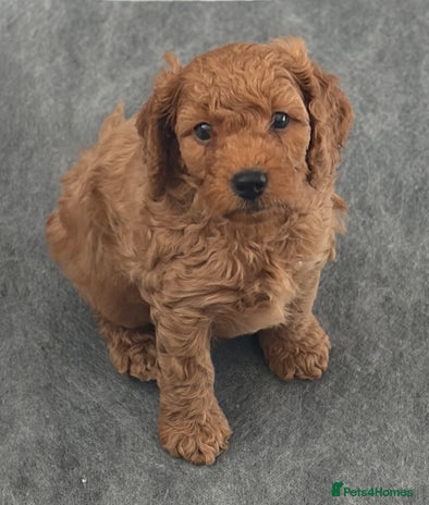 Cockapoo dogs - Advert 1