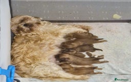 Shih Tzu dogs for sale: 5 beautiful Full Pedigree Shih Tzu Puppies - Image 2