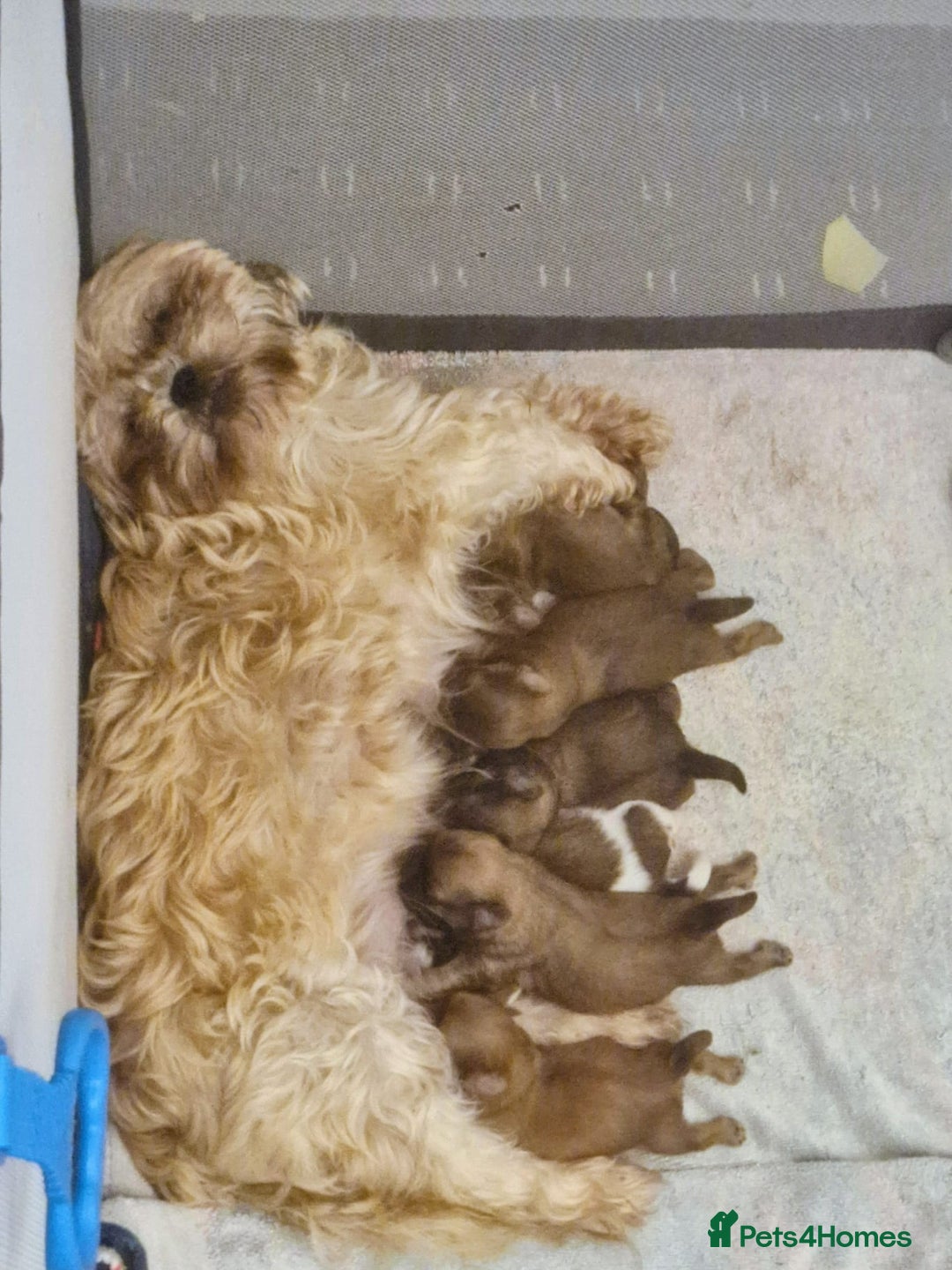 Shih Tzu dogs for sale: 5 beautiful Full Pedigree Shih Tzu Puppies - Image 2