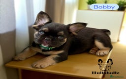 French Bulldog dogs for sale: **READY NOW - 1 Boy Left! Reduced** - Image 4