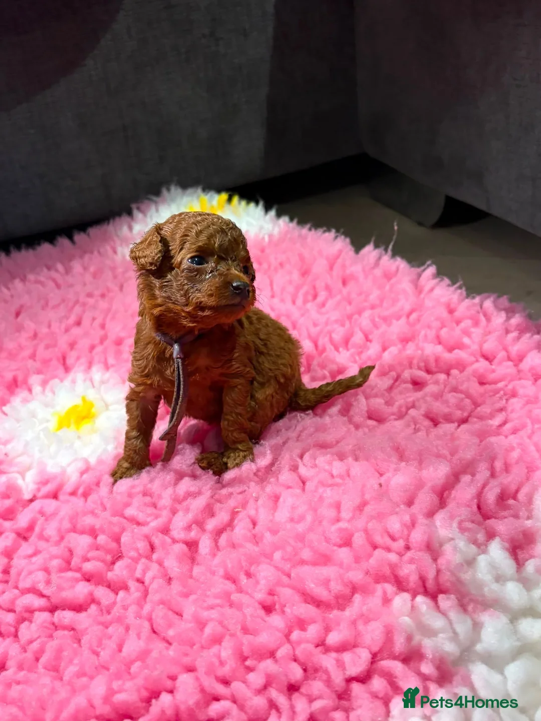 Cavapoo dogs for sale: F1BB Toy Cavapoo in Peterborough - Advert 1