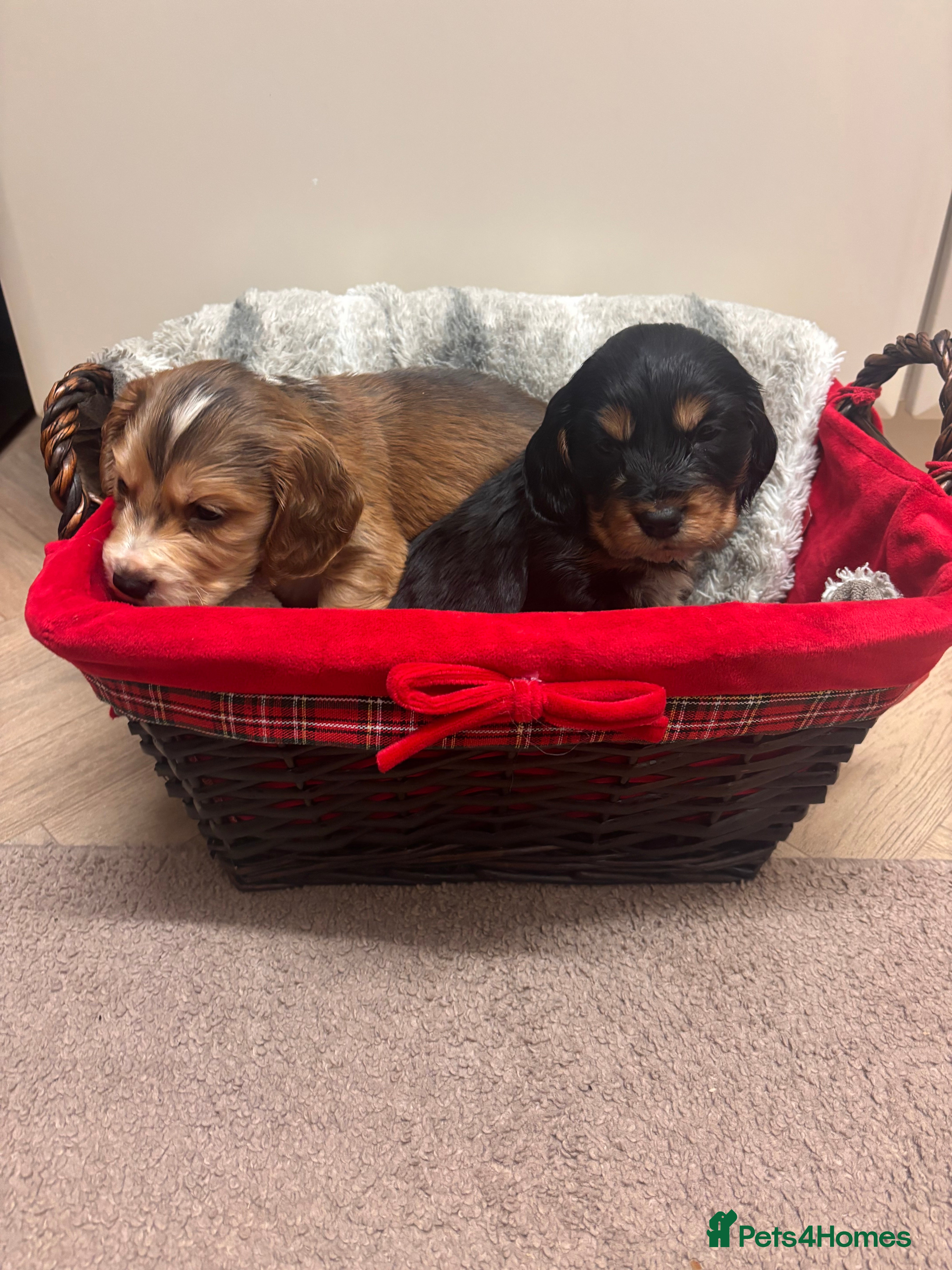 Cocker Spaniel dogs Cocker Spaniel Puppies - Advert 1