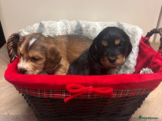 Cocker Spaniel dogs Cocker Spaniel Puppies - Advert 1