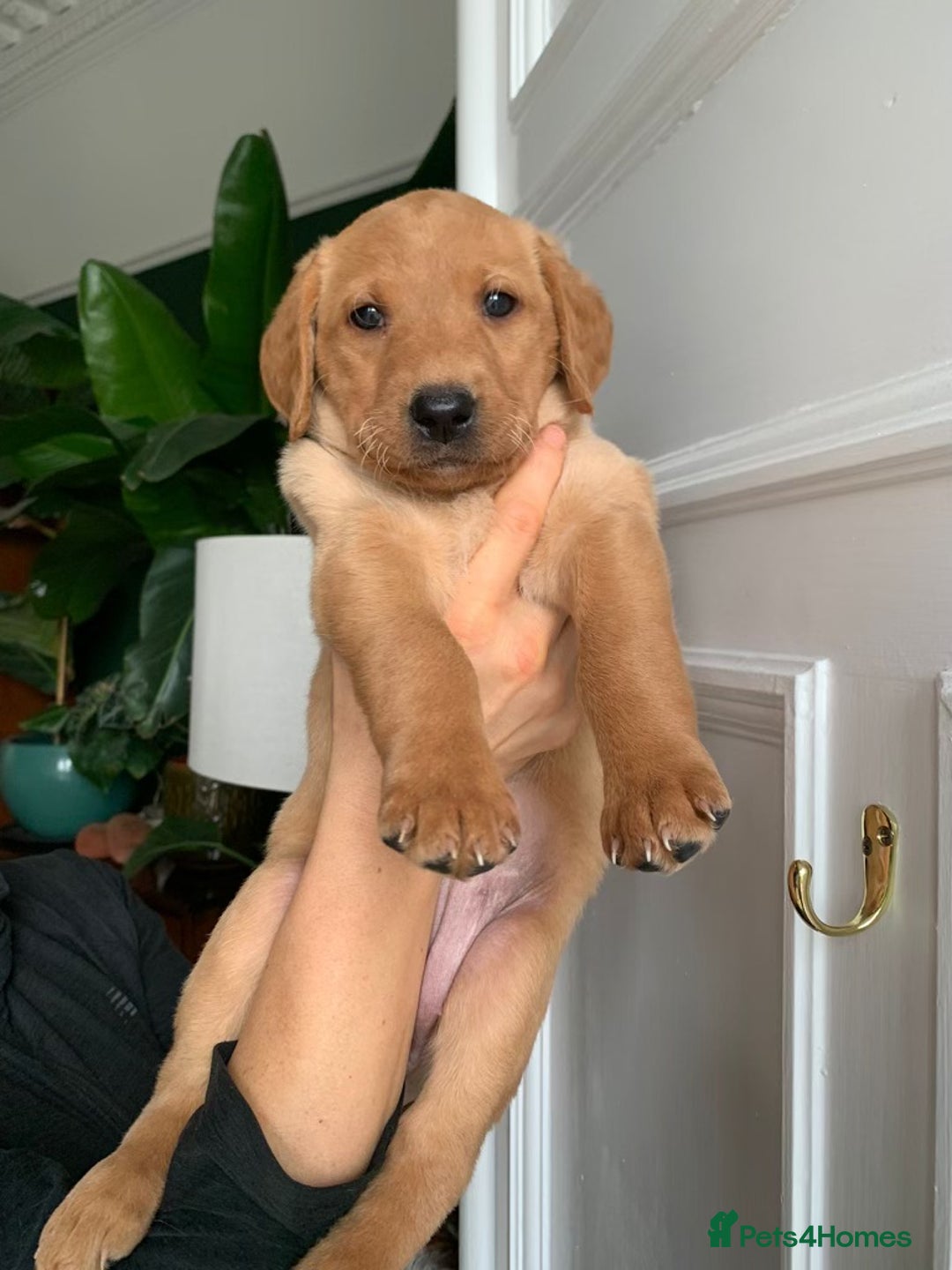 Labrador Retriever dogs for sale: Beautiful Kc registered Royal bloodline Labrador  - Advert 1