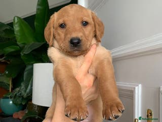 Labrador Retriever dogs Beautiful Kc registered Royal bloodline Labrador - Advert 1