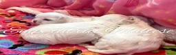 Maltese dogs for sale: Tiny KC Reg. Korean Maltese- CH line show dogs! - Advert 17