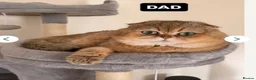 Scottish Fold cats for sale: Teddy Bear Scottish / Persian cross Fold Kittens  in London - Advert 13