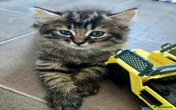 Mixed Breed cats for sale: Beautifull fluffy kittens  - Image 7