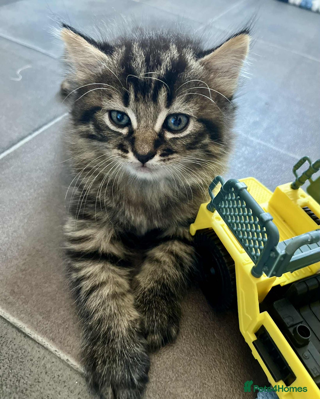Mixed Breed cats for sale: Beautifull fluffy kittens  - Image 7
