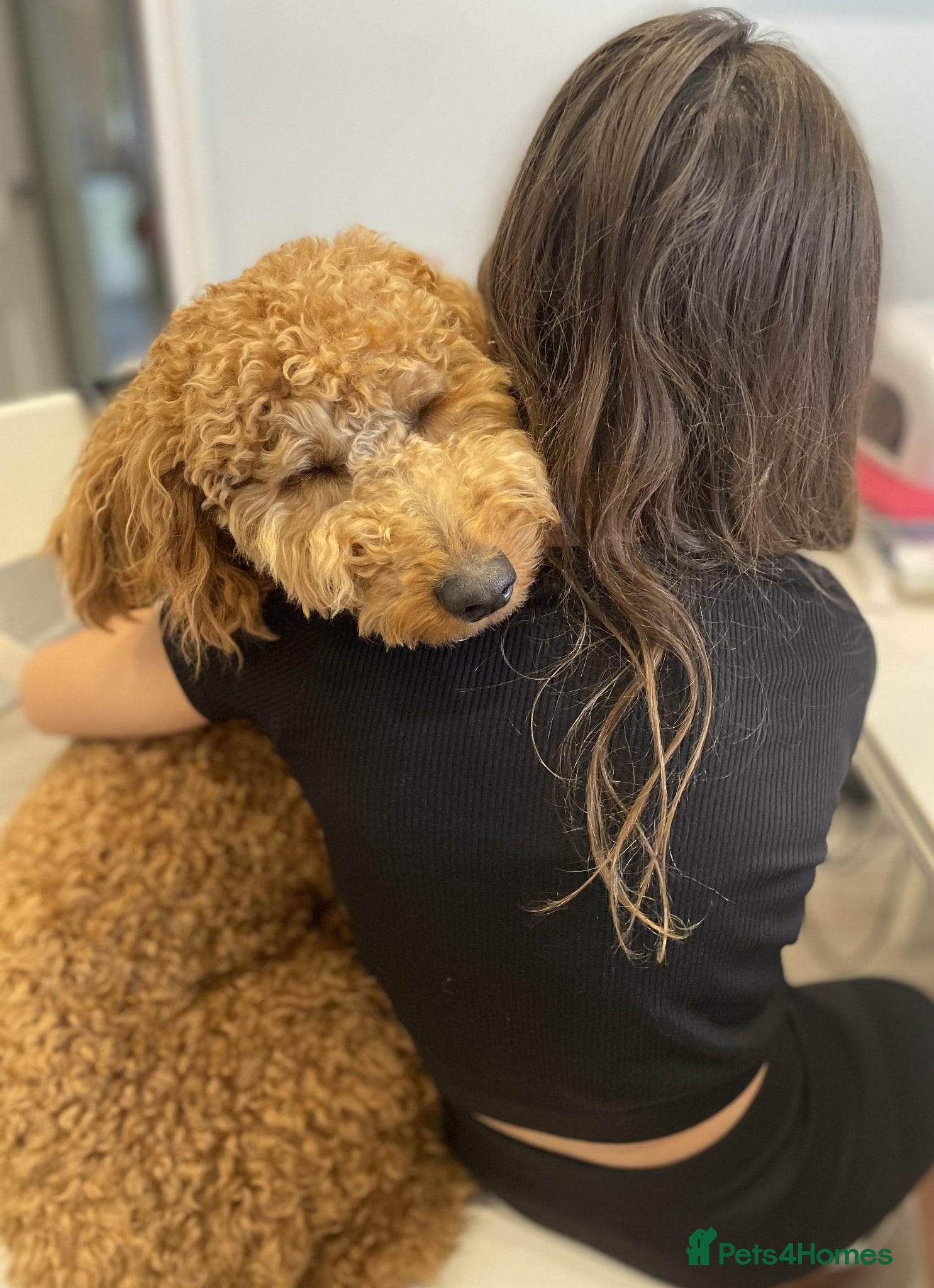 Mini Goldendoodle dogs Chestnut coloured Miniature Golden Doodle - Advert 1