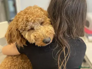 Mini Goldendoodle dogs Chestnut coloured Miniature Golden Doodle - Advert 10