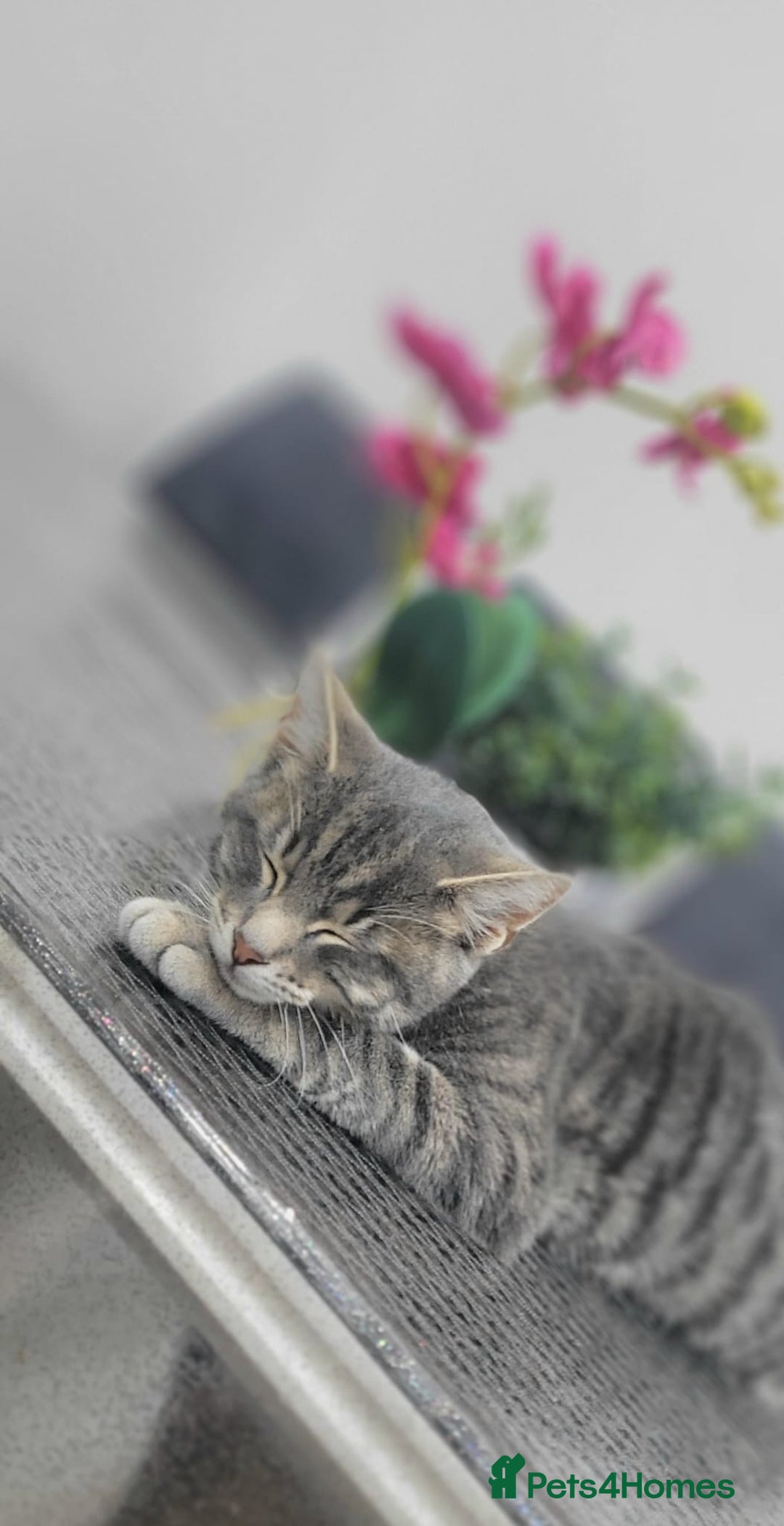 Russian Blue cats for sale:  Gorgeous 5-months old kitten Russain blue x tabby - Image 2