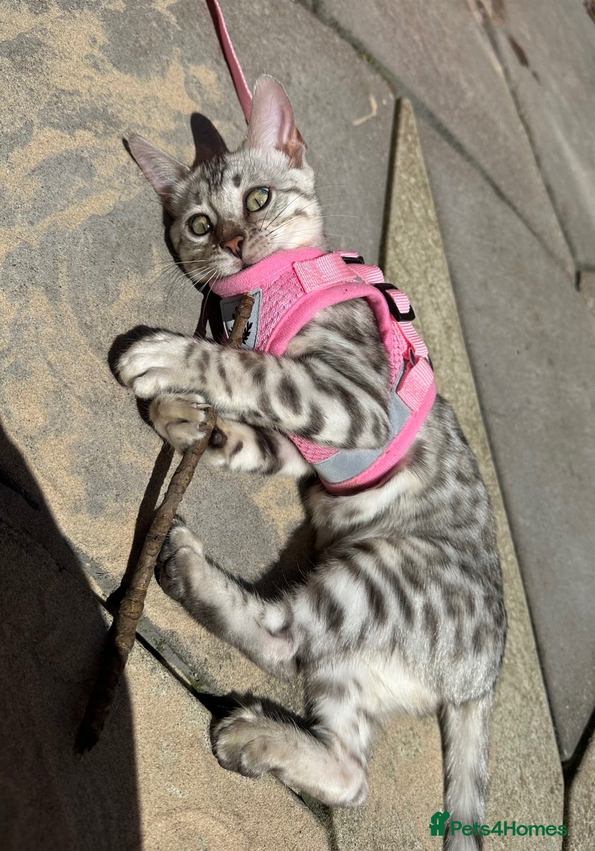 Bengal cats Stunning Silver Bengal Queen Registered, Active  - Advert 2