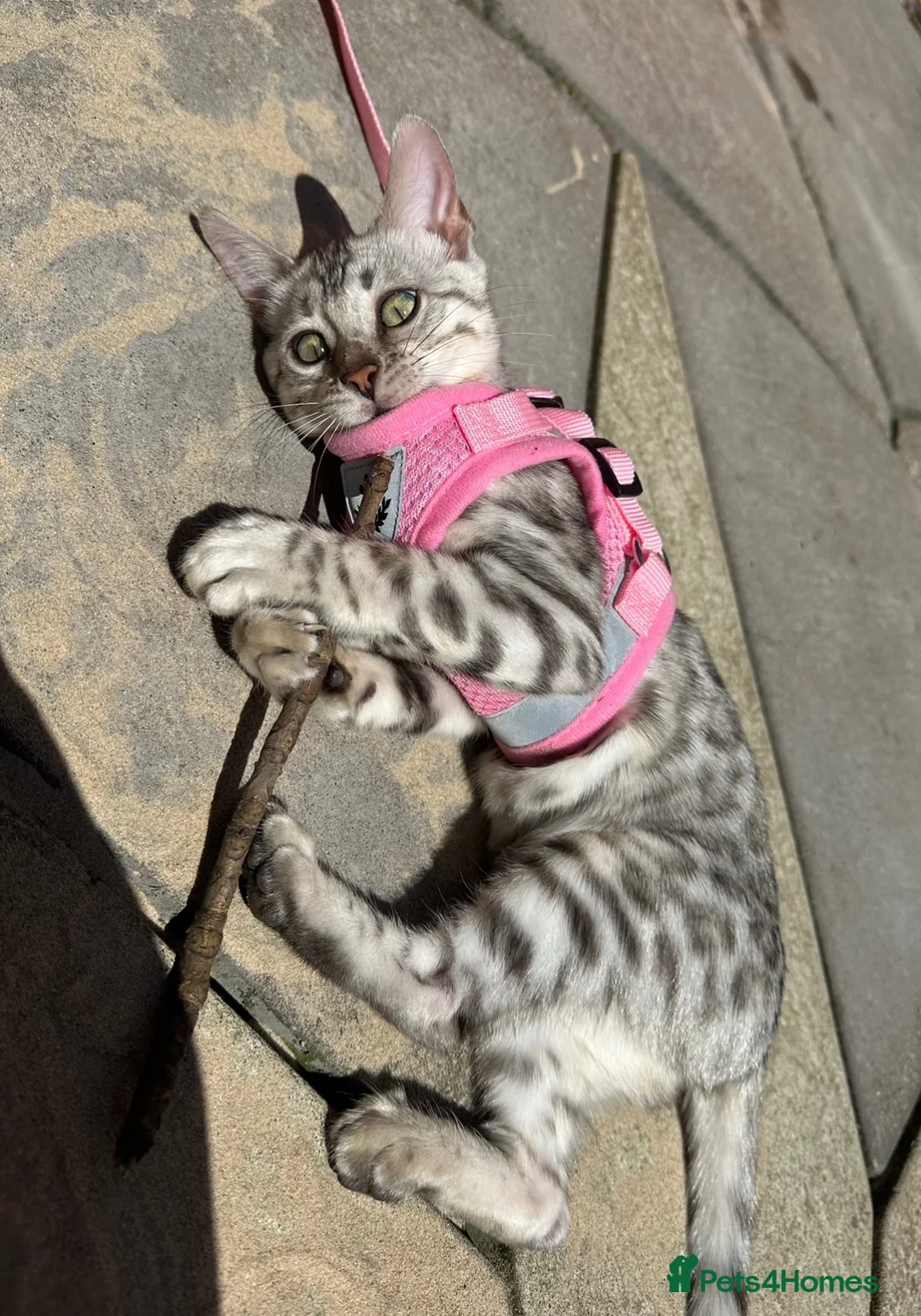 Bengal cats for sale: Stunning Silver Bengal Queen Registered, Active  - Advert 2