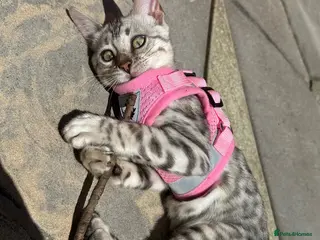 Bengal cats Stunning Silver Bengal Queen Registered, Active - Advert 2