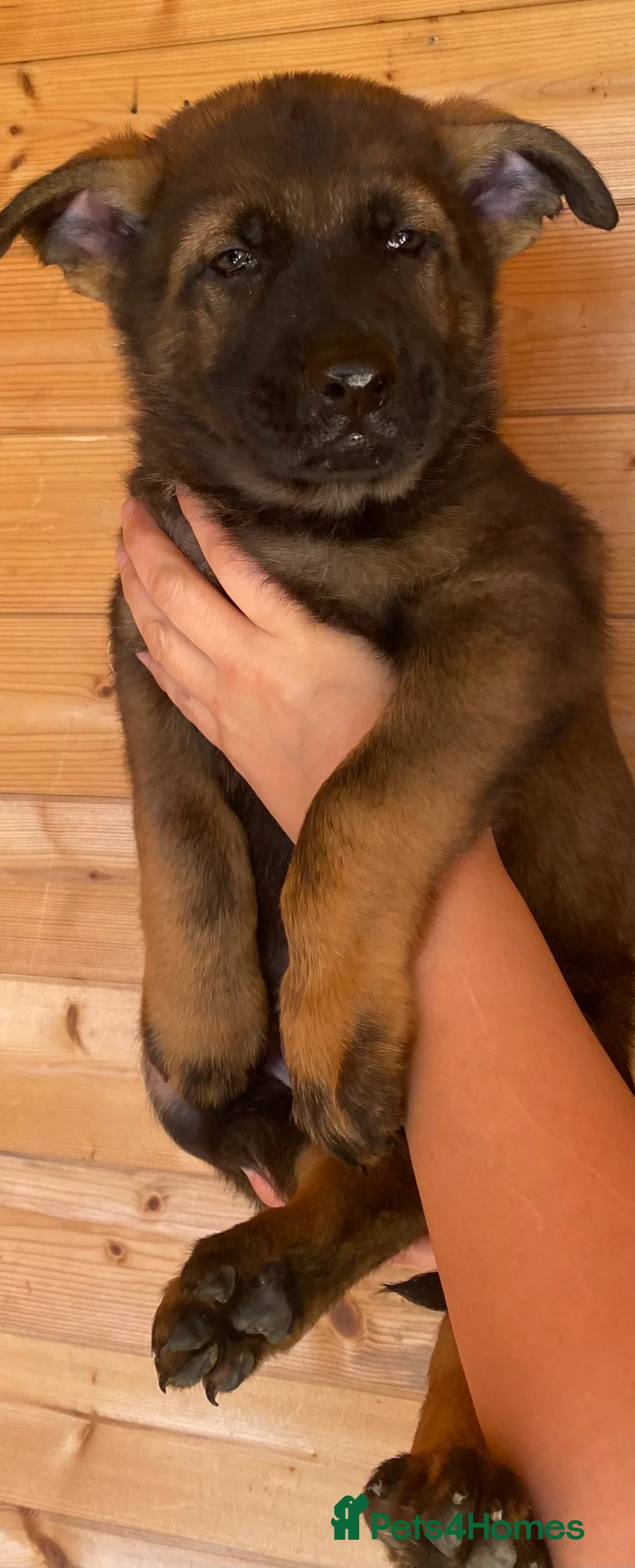 German Shepherd dogs for sale: Working Line German Shepherd Puppies - Cornwall in Hayle - Advert 38