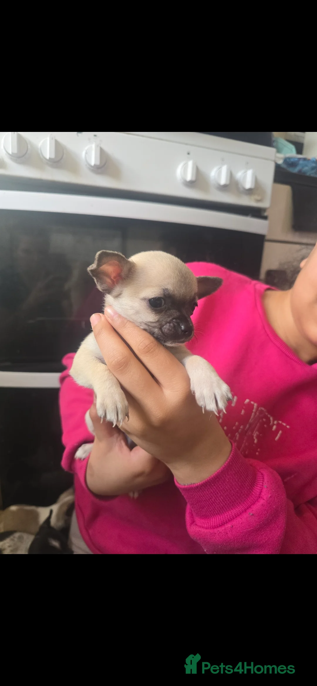 Chihuahua dogs for sale: Chihuahua puppies for sale  - Advert 5
