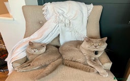 Scottish Fold cats for sale: Beautiful Scottish fold/straight lilac kittens  - Image 12