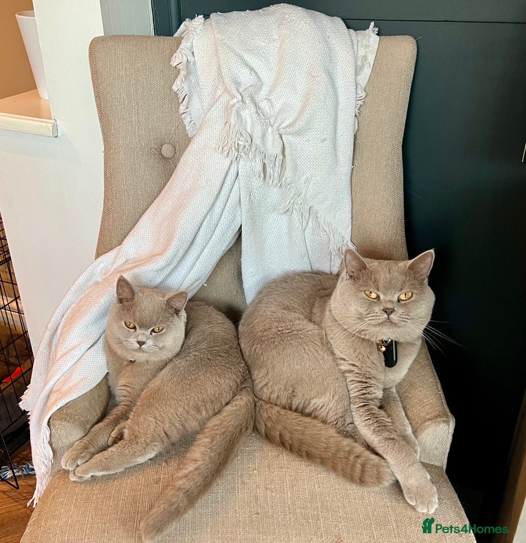 Scottish Fold cats for sale: Beautiful Scottish fold/straight lilac kittens  - Image 12