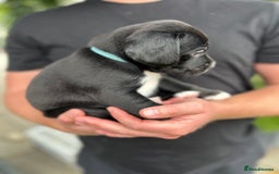 Mixed Breed dogs for sale: Mix breed puppies - Image 4