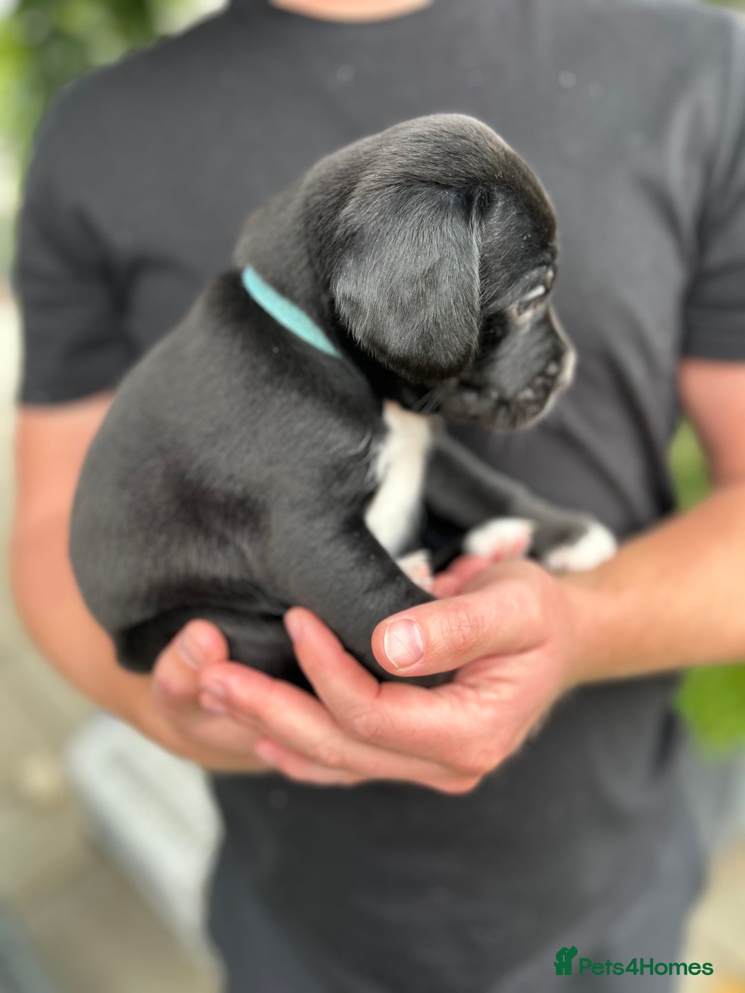 Mixed Breed dogs for sale: Mix breed puppies - Image 4