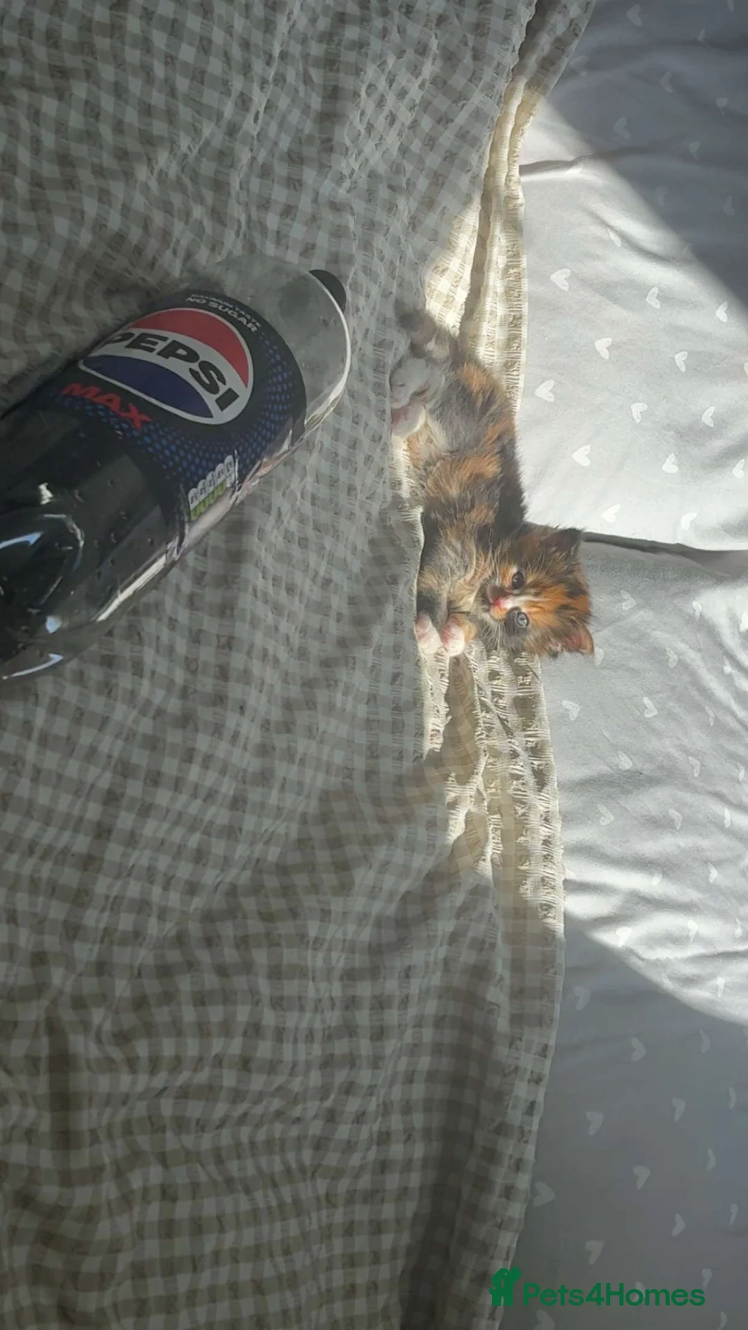 Mixed Breed cats for sale: Beautiful female kitten  - Advert 8