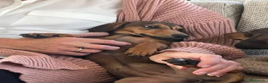 Dachshund 1