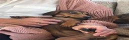 Dachshund dogs for sale: Two 6-Month-Old Miniature Dachshunds - Advert 3