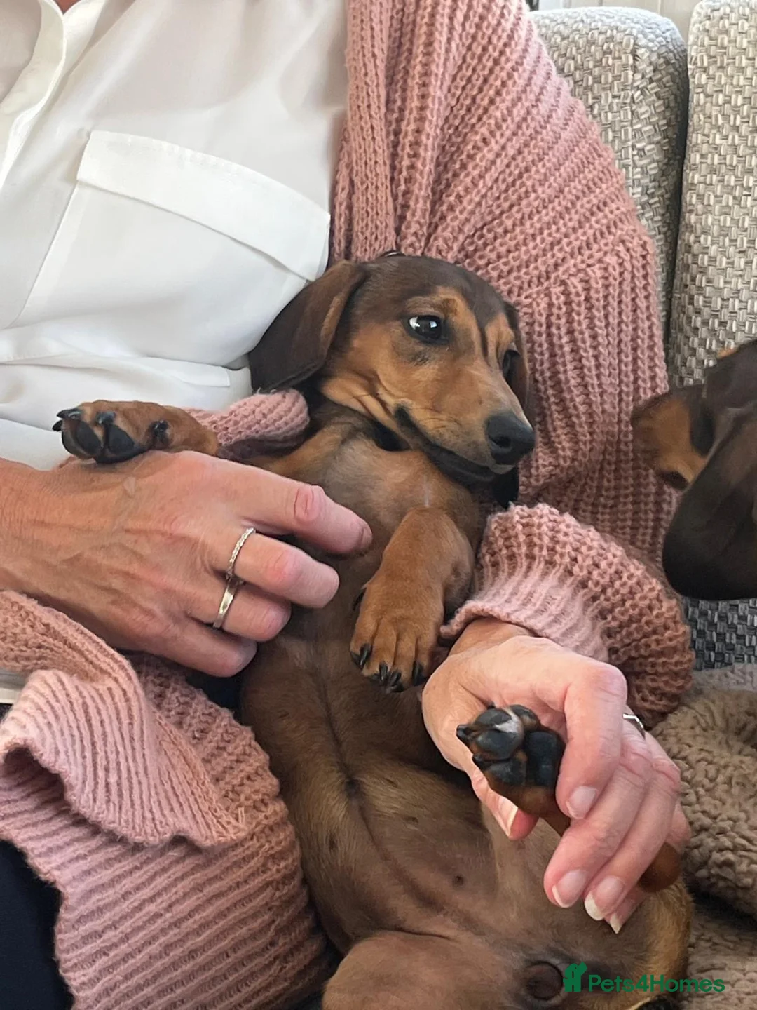 Dachshund dogs for sale: Two 6-Month-Old Miniature Dachshunds - Advert 3