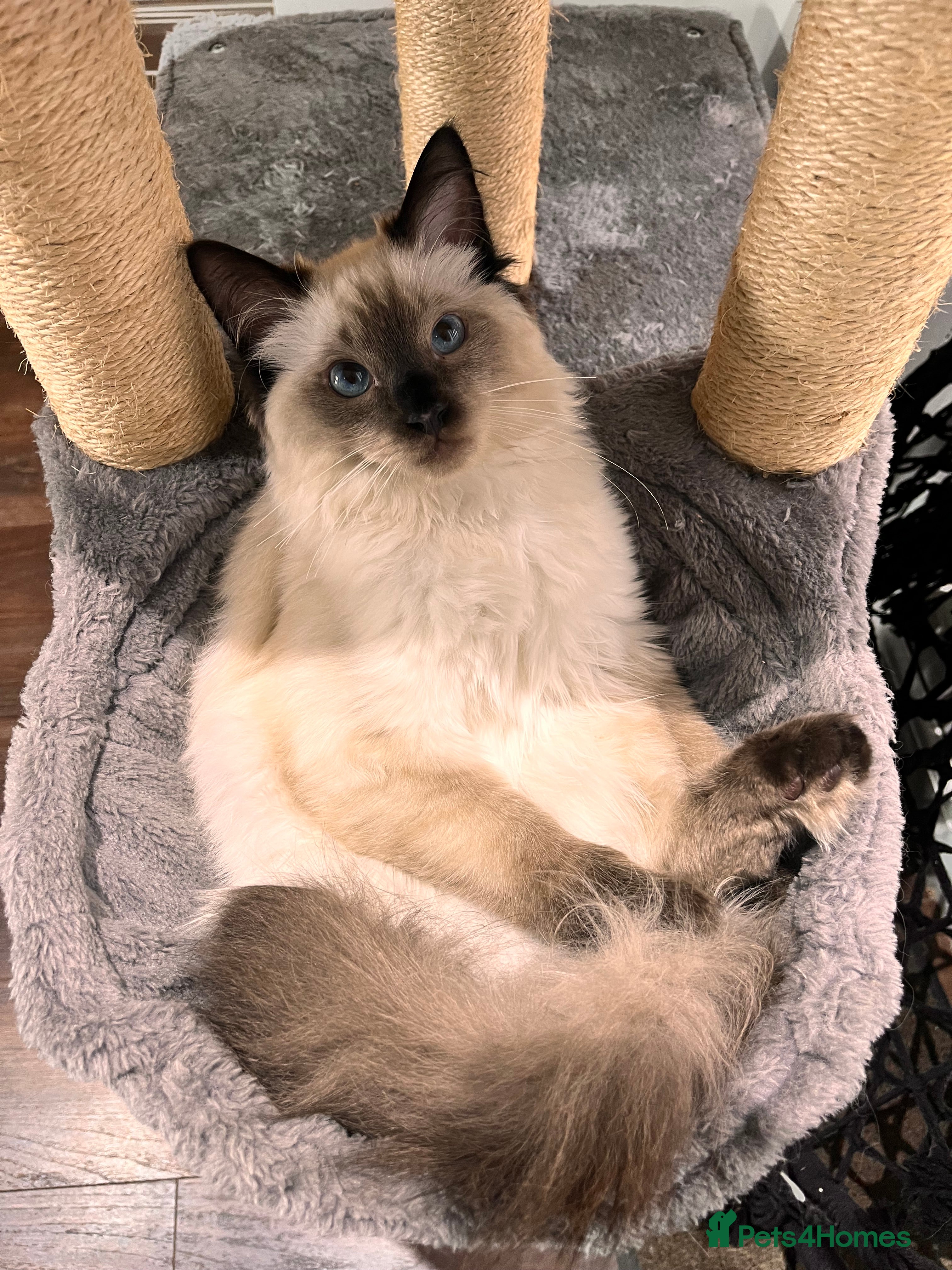 Ragdoll cats Indoor Ragdoll Cat - Advert 1