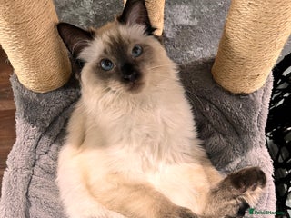 Ragdoll cats Indoor Ragdoll Cat - Advert 1