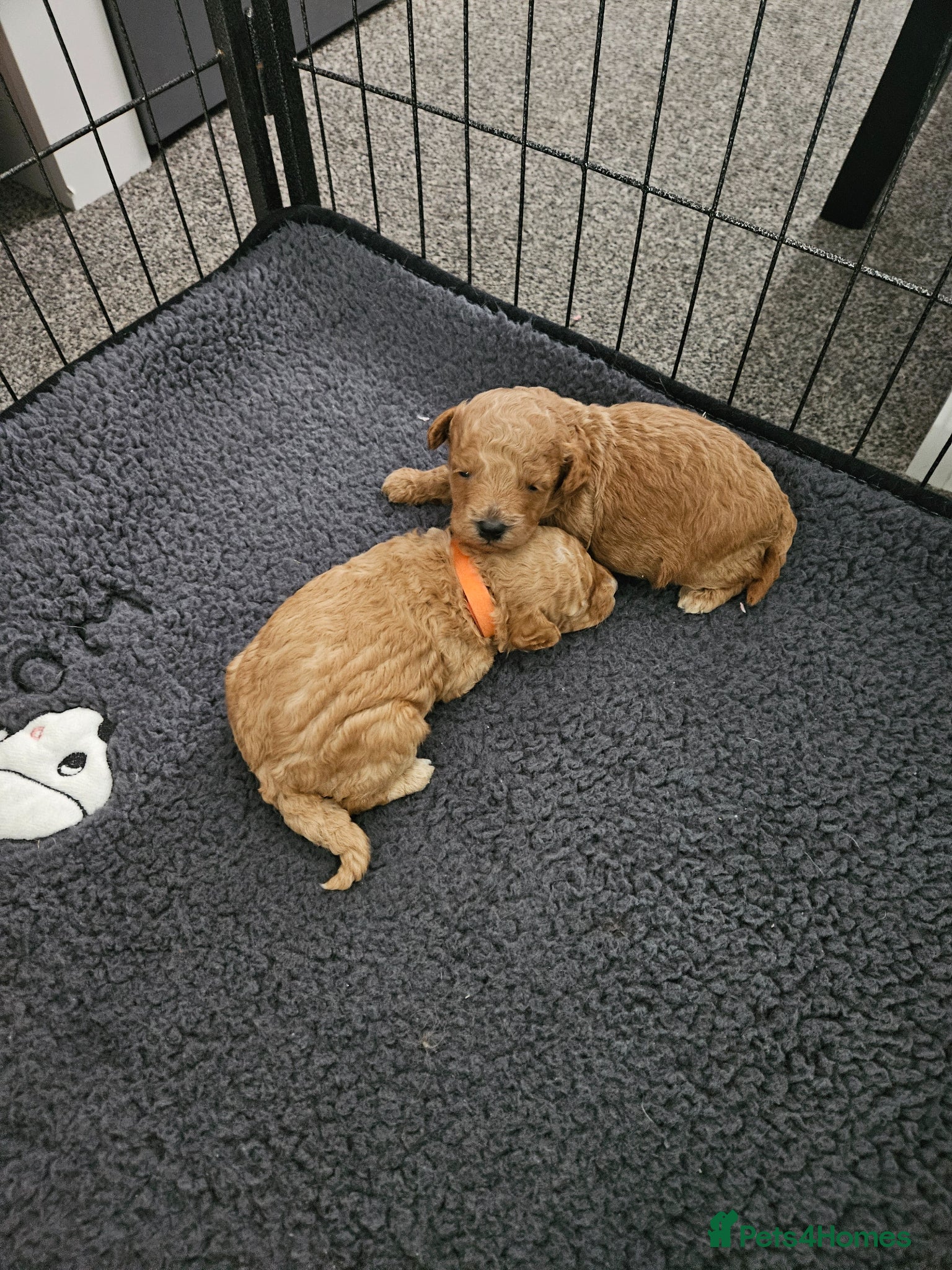 Toy Poodle dogs 2 toy poodle puppies - Advert 14