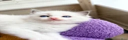 Ragdoll cats for sale: Gorgeous Tica registered Ragdoll  kittens - Advert 8