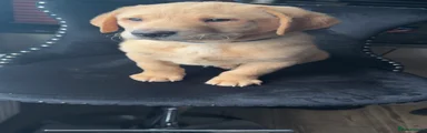 Puppy 1