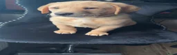 Labrador Retriever dogs for sale: Kc Reg Fox red Labradors - Advert 13