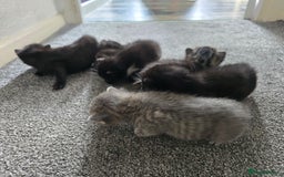 British Longhair cats for sale: 5 beautiful fluffy kittens – 4 girls, 1 boy - Image 3