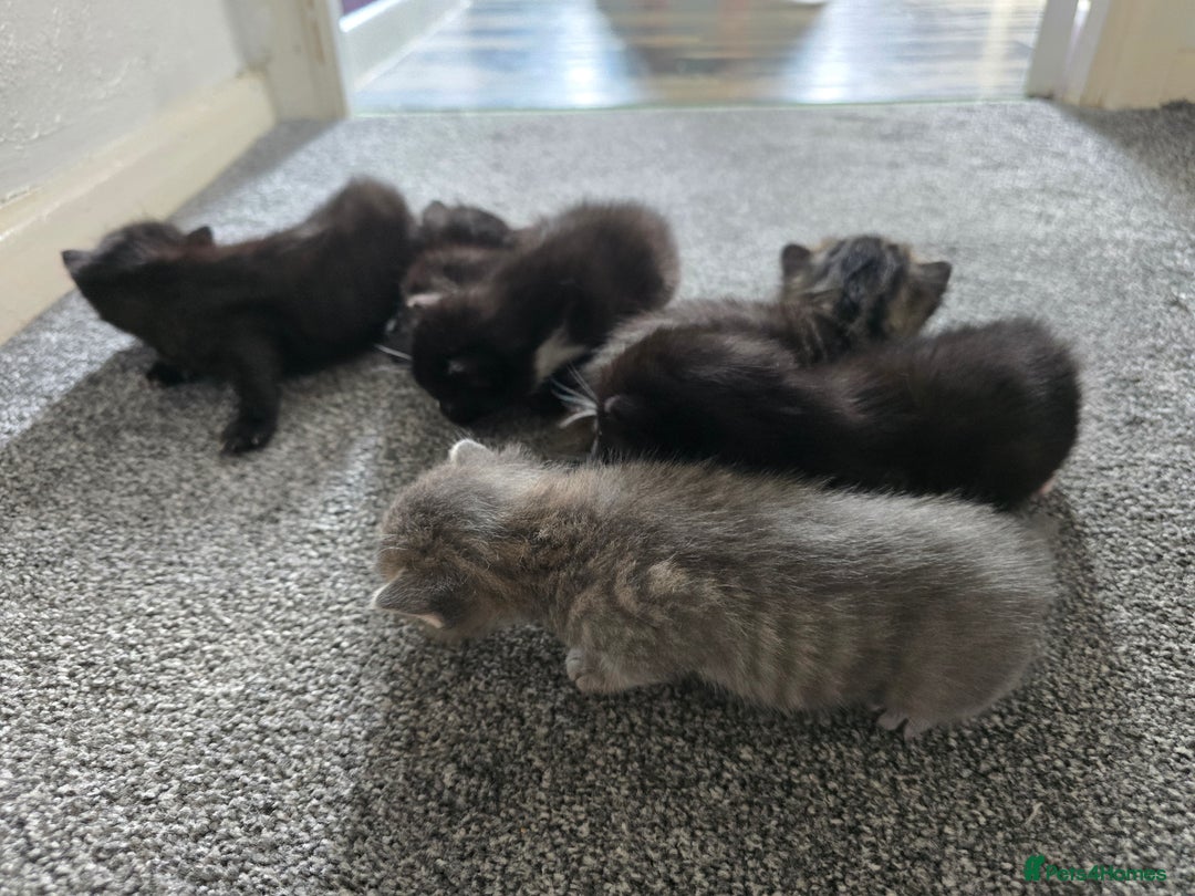British Longhair cats for sale: 5 beautiful fluffy kittens – 4 girls, 1 boy - Image 3