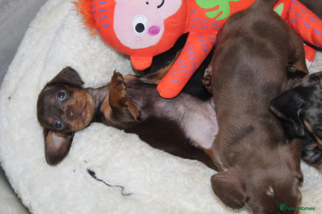 Miniature Dachshund dogs for sale: 🩷✨Available mini PRA clear pups !✨🩷 - Advert 5