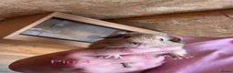 Guinea Pig rodents for sale: Guinea pig babies  in Yeovil - Advert 6