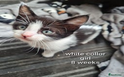Mixed Breed cats for sale: 3 girls 2 boys kittens ready now  - Image 1