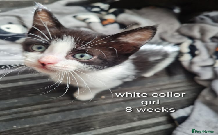 Mixed Breed cats - Advert 4