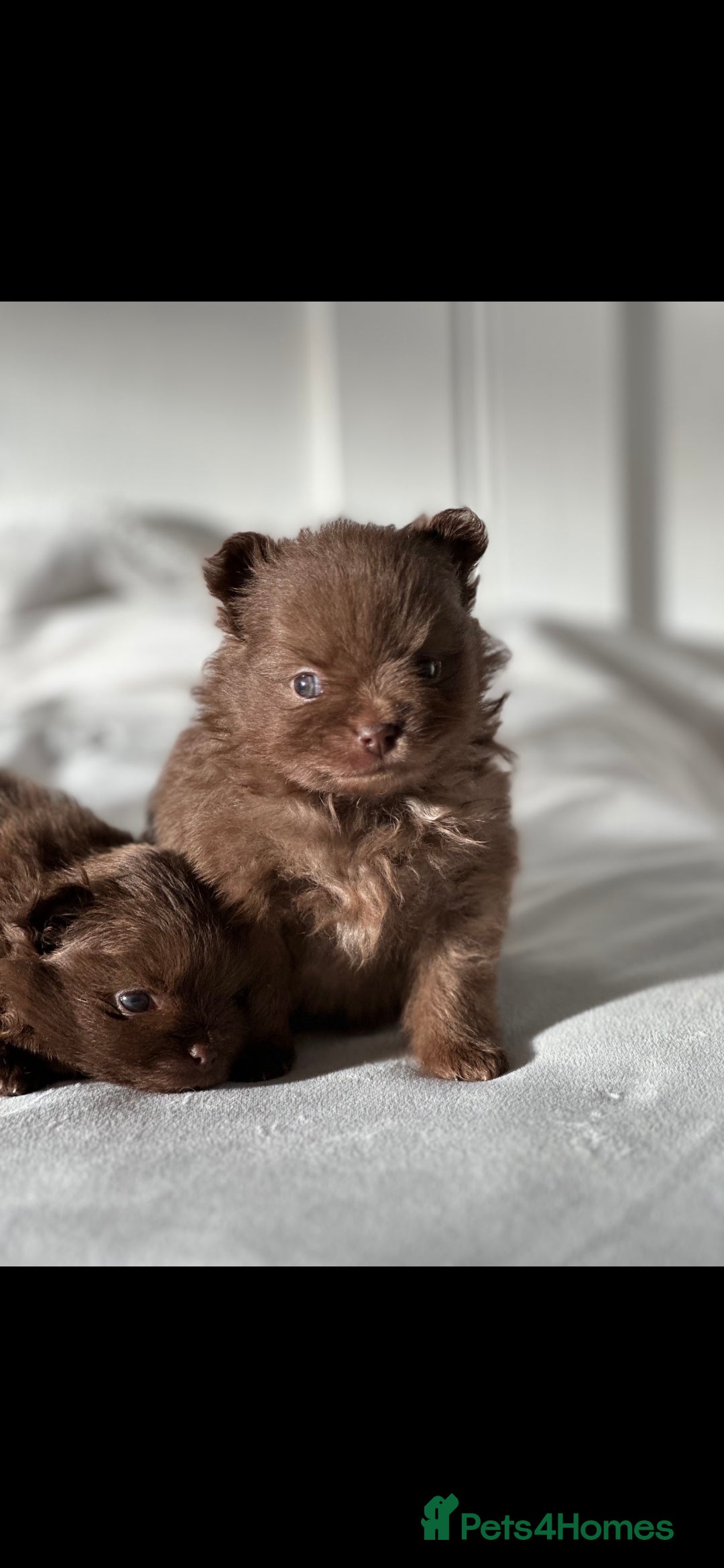 Pomeranian dogs for sale: 5 short snout teddy pom babies  - Image 4