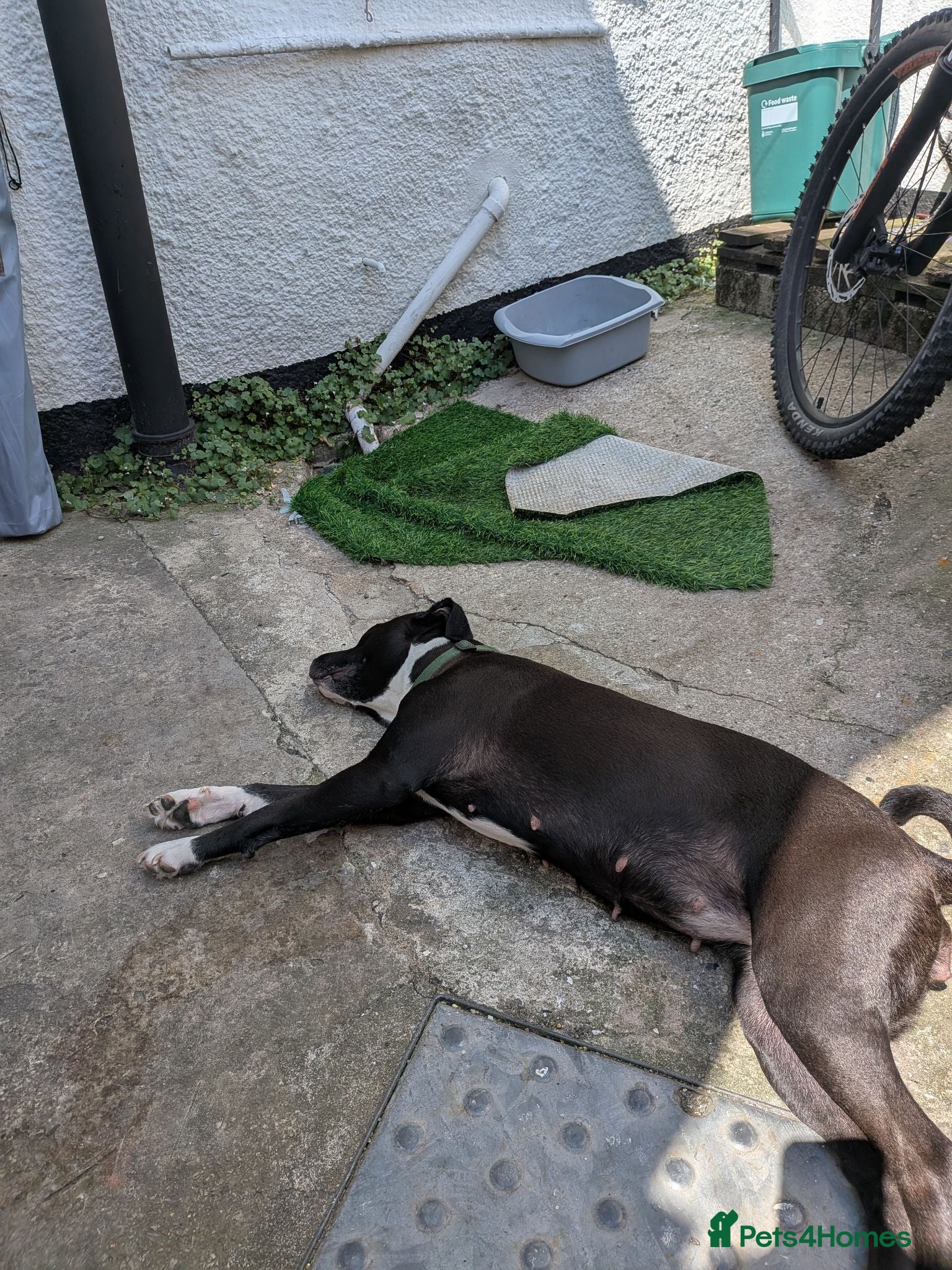 Mixed Breed dogs Staffy cross lab - Advert 1