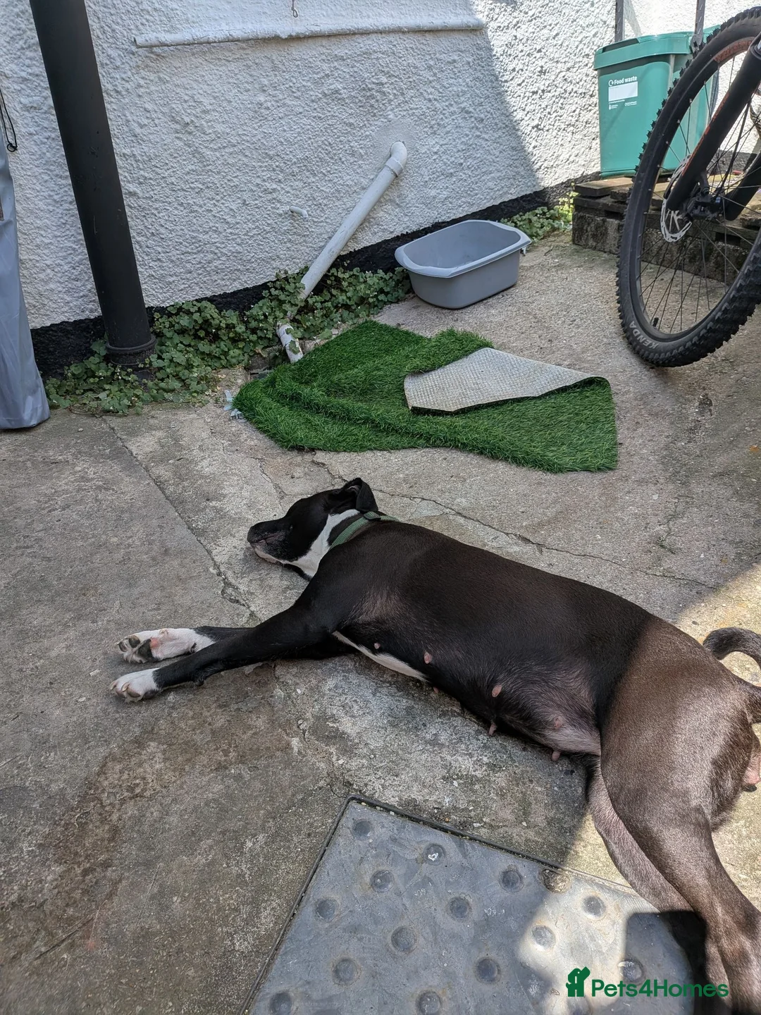 Mixed Breed dogs for sale: Staffy cross lab in Redruth - Advert 1
