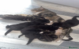 Mixed Breed cats for sale: Mixed breed  - Image 3