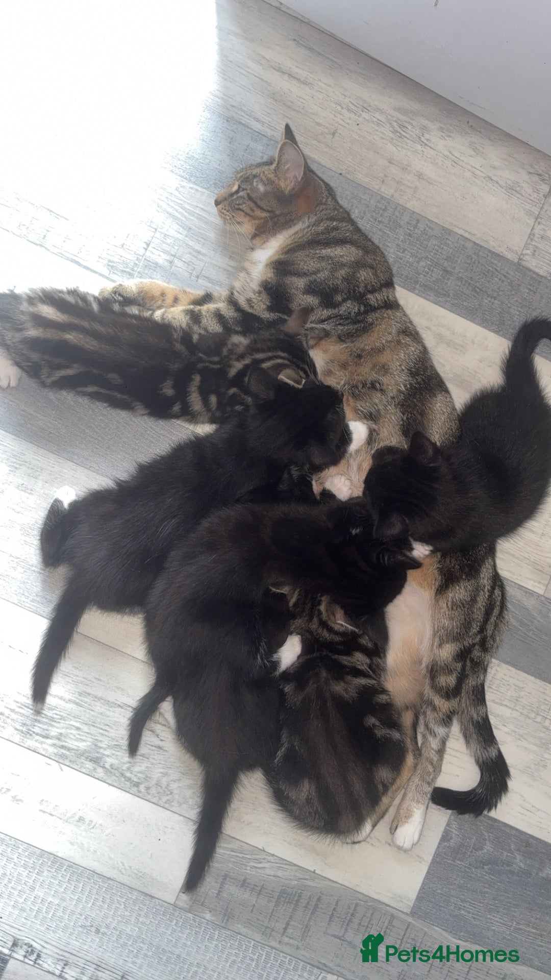 Mixed Breed cats for sale: Mixed breed  - Image 3