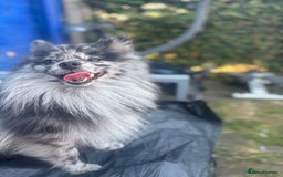 Pomeranian dogs for stud: Beautiful Pomeranian in Manchester - Image 3