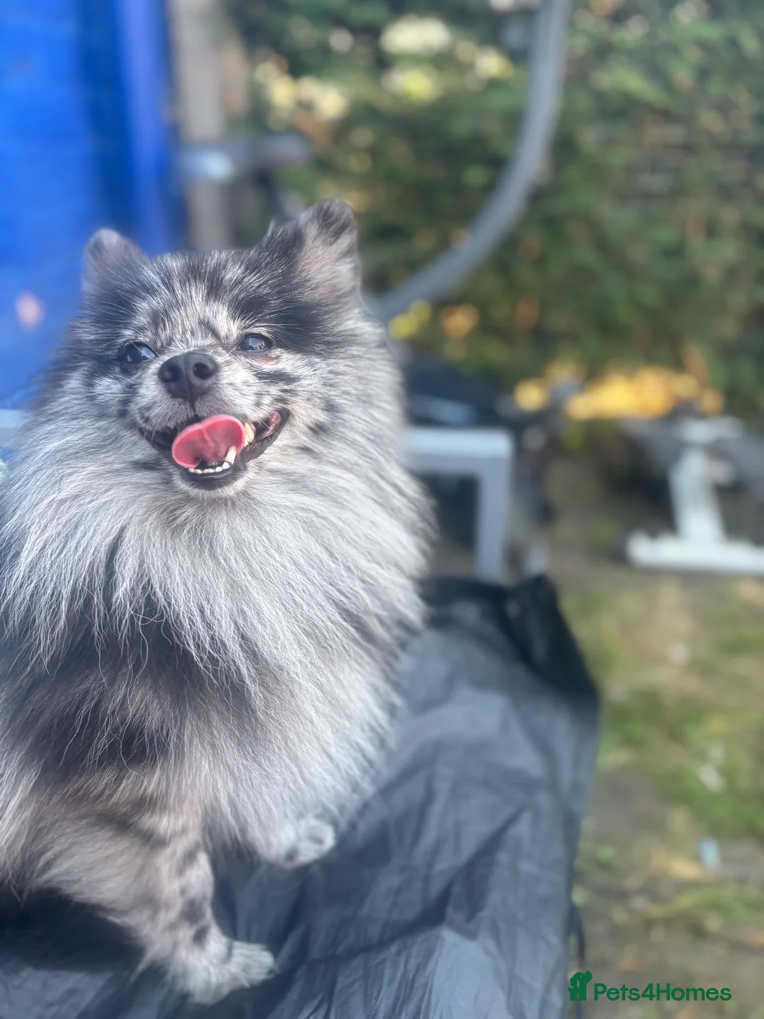 Pomeranian dogs for stud: Stunning Champion Russian Pomeranian–Black&Silver - Advert 2